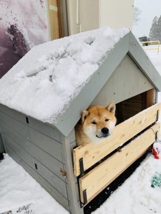 愛犬に最高の住まいを！犬小屋断熱リフォームで一年中快適に